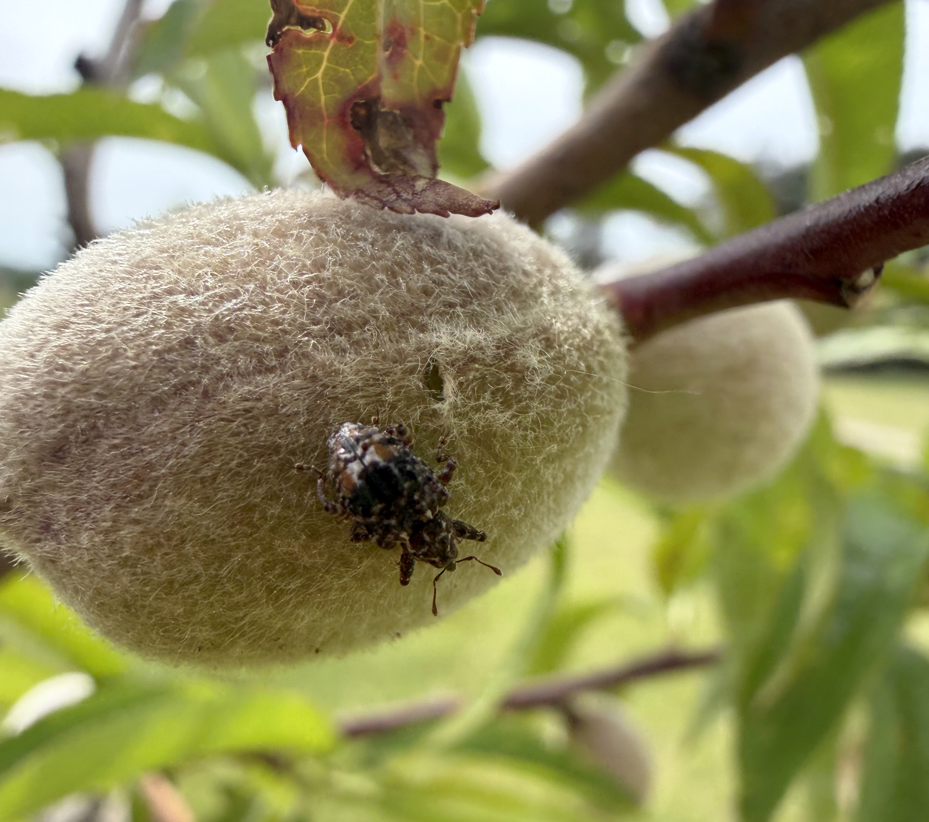 A brown and fuzzy unripe plum fruit 